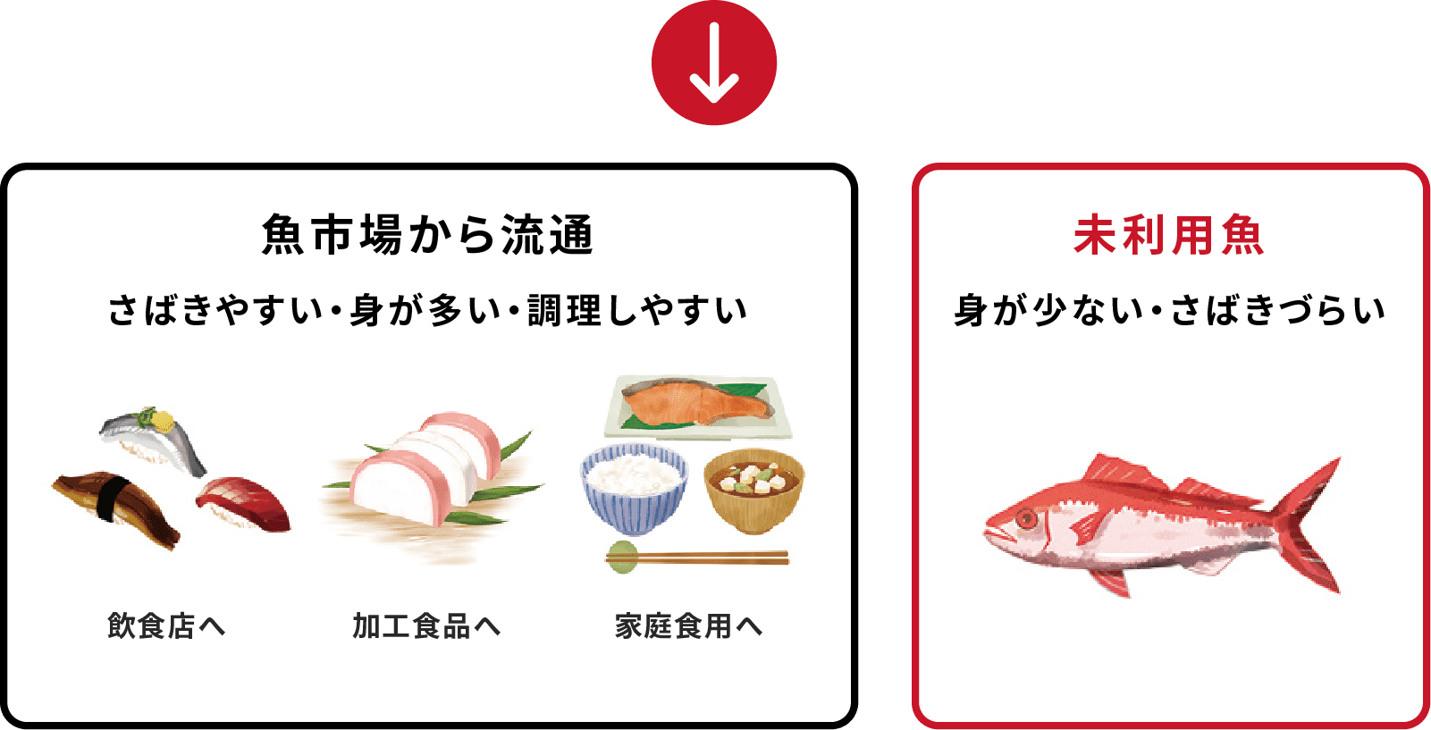 魚市場から流通する魚はさばきやすく身が多く調理しやすいのに対して、未利用魚は身が少なくさばきにくい